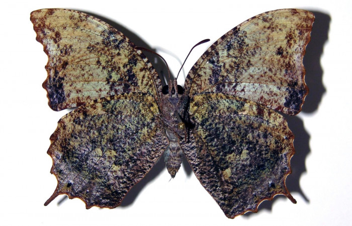 Fig. 11. Adulto hembra de <i>Memphis niedhoeferi</i> (Nymphalidae), vista ventral. Voucher: 03-SRNP-19415- 