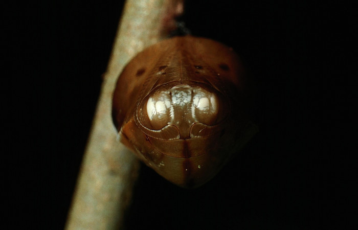 Fig. 7. Pupa de <i>Memphis niedhoeferi</i> (Nymphalidae), vista de frente?. Voucher: 03-SRNP-6192-DHJ74443.jpg.