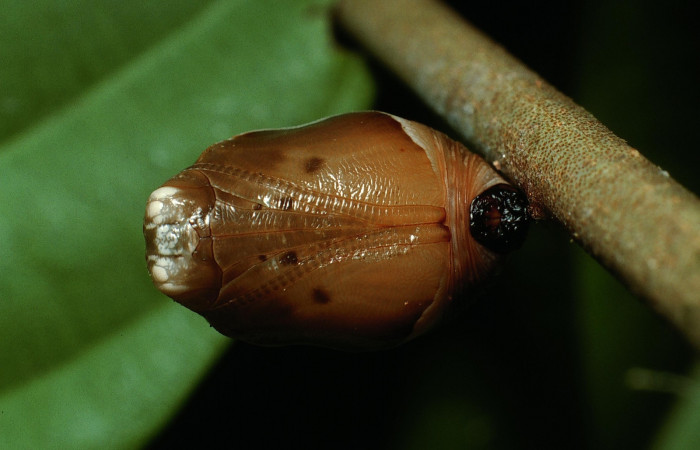 Fig. 8. Pupa de <i>Memphis niedhoeferi</i> (Nymphalidae), vista dorsal?. Voucher: 03-SRNP-6192-DHJ74444.jpg