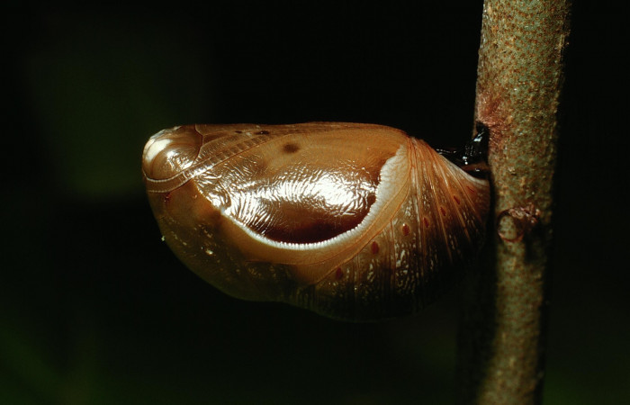 Fig. 6. Pupa de <i>Memphis niedhoeferi</i> (Nymphalidae), colgada en una ramita. Voucher: 03-SRNP-6192-DHJ74446.jpg.