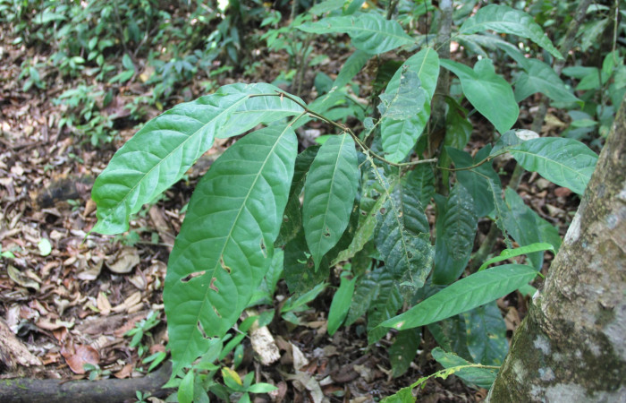 Fig. 14. Planta <i>Croton schiedeanus[/I] de la familia (Euphorbiaceae), hospedera de larva <i>Memphis niedhoeferi</i> de la familia (Nymphalidae)