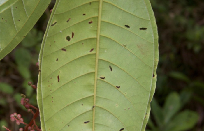 Forma de venación énves de la hoja de  <i>Miconia trinervia</i> Estacion Pitilla, marzo 2019