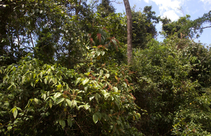 Habitat <i>Miconia trinervia</i> Estacion Pitilla, marzo 2019