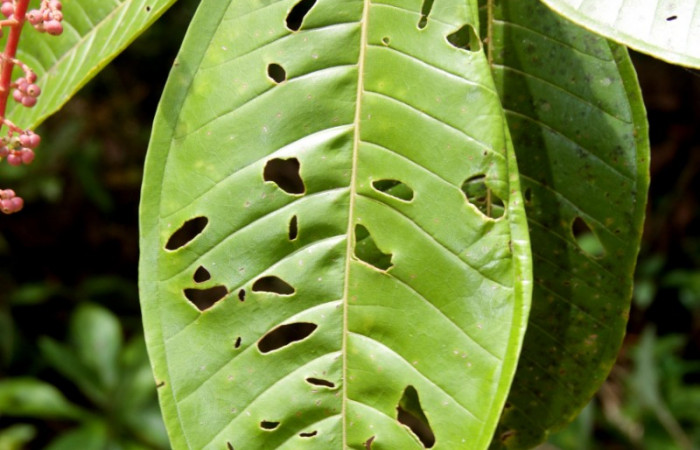 Hoja en el haz  <i>Miconia trinervia</i> Estacion Pitilla, marzo 2019