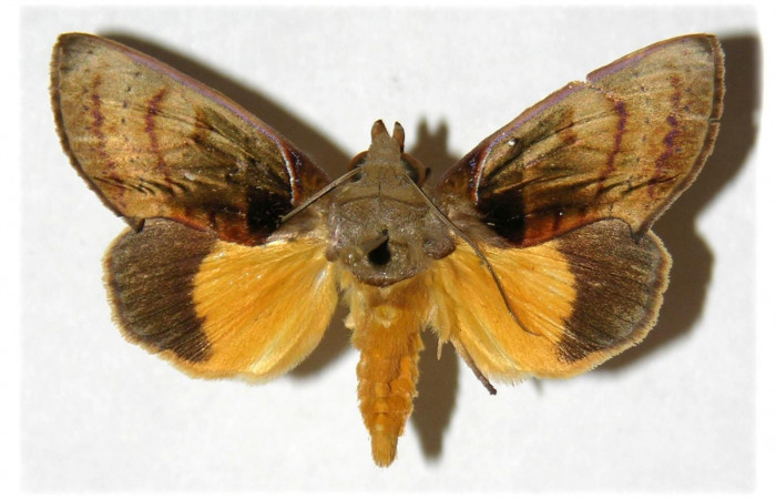 Figura 17. Adulto de <i>Gonodonta sicheas</i> (Erebidae), vista dorsal.(01-SRNP-4984-DHJ311906.jpg).