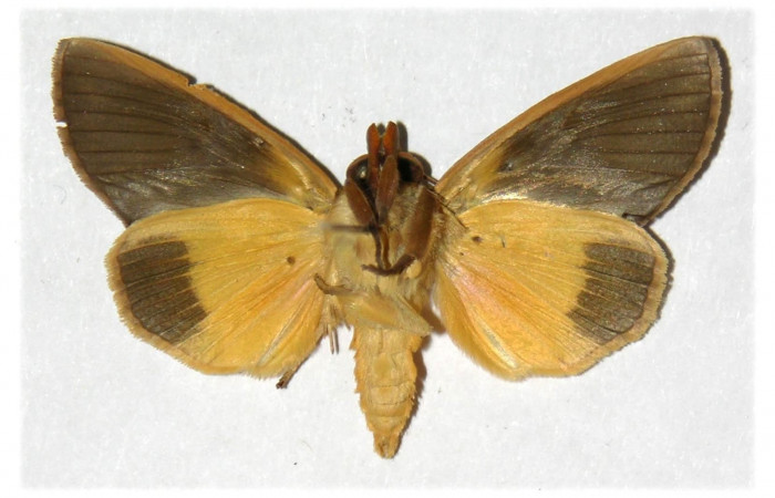 Figura 18. Adulto de <i>Gonodonta sicheas</i> (Erebidae), vista ventral.(01-SRNP-4984-DHJ311907.jpg).