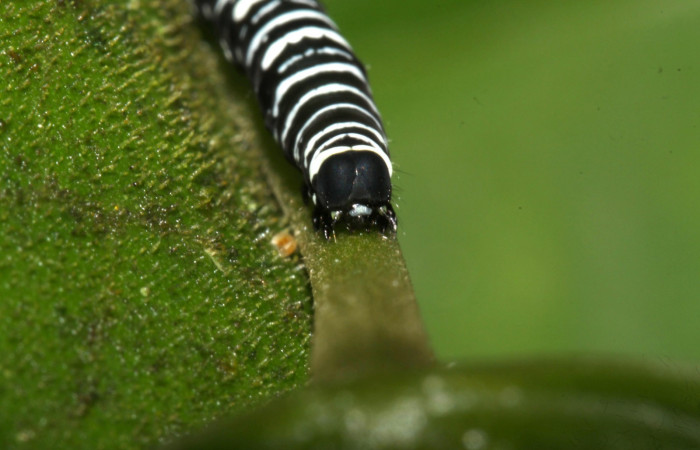 Fig. 3 Cabeza <i>Gonodonta indentata</i> (Erebidae), <i>Abuta panamensis</i> (Menispermaceae), (13-SRNP-31173-DHJ701406.jpg), Sector Pitilla, Sendero Nacho. (elevación 710 metros). Colectada 26 Agosto 2013.