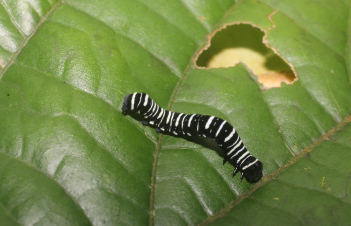 Fig. 4 Dorsal <i>Gonodonta indentata</i> (Erebidae), <i>Abuta panamensis</i>
(Menispermaceae), (18-SRNP-80702-DHJ715460.jpg), Estacón Leiva, Sendero Jacobo. (elevación 461 metros). Colectada 10 Setiembre 2018. Foto Anabelle Córdoba.