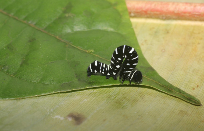 Fig. 5 Lateral <i>Gonodonta indentata</i> (Erebidae), <i>Abuta panamensis</i>
(Menispermaceae), (18-SRNP-80702-DHJ715460.jpg), Estacón Leiva, Sendero Selva. (elevación 461 metros). Colectada 10 Setiembre 2018. Foto Anabelle Córdoba.	