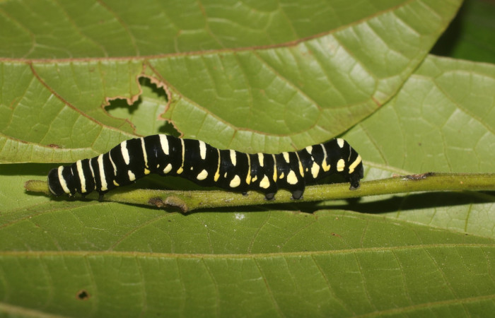 Fig. 7 Lateral entero<i>Gonodonta indentata</i> (Erebidae), <i>Abuta panamensis</i>
(Menispermaceae), (18-SRNP-80702-DHJ715505.jpg), Estacón Leiva, Sendero Jacobo. (elevación 461 metros). Colectada 14 Setiembre 2018. Foto Anabelle Córdoba.