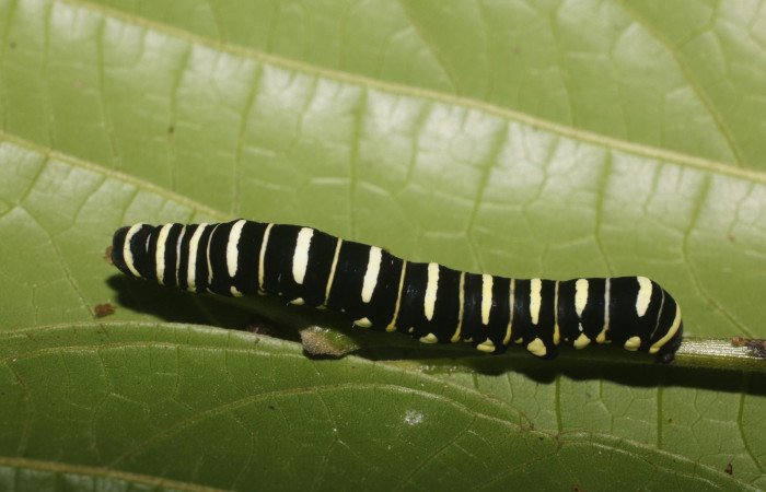 Fig. 6 Dorsal entero <i>Gonodonta indentata</i> (Erebidae), <i>Abuta panamensis</i>
(Menispermaceae), (18-SRNP-80702-DHJ715508.jpg), Estacón Leiva, Sendero Jacobo. (elevación 461 metros). Colectada 14 Setiembre 2018. Foto Anabelle Córdoba.