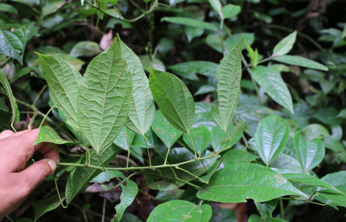Figura 21. Planta hospedera de larva <i>Gonodonta indentata</i>, (Erebidae), <i>Abuta panamensis</i>, (Menispermaceae), posición enves. Foto Ana Córdoba, 23 Marzo 2019.