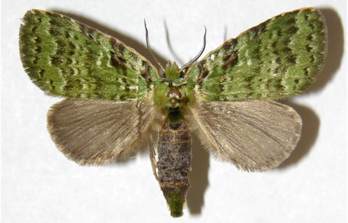Adulto de <i>Bittacochroma pylaon</i> (Notodontidae) hembra. Voucher: 05-SRNP-35743-DHJ311180