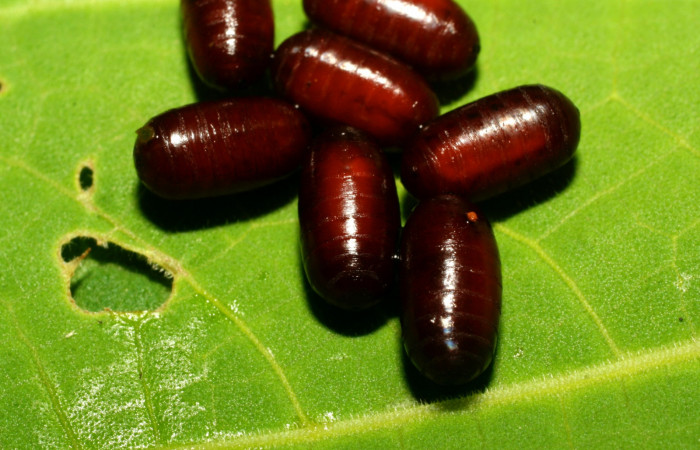 Puparios de Lespesia (Tachinidae) Voucher: 08-SRNP-31839-DHJ440710.jpg. (solo para ilustrar, el voucher no corresponde a larva de <i>Bittacochroma pylaon</i>)