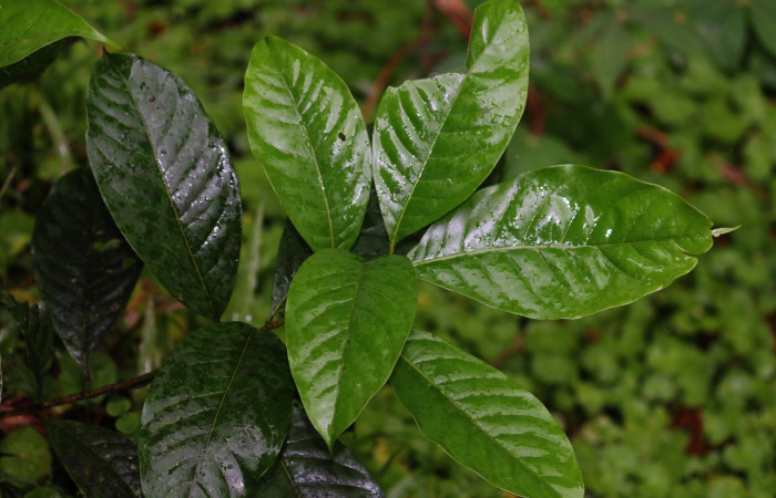 <i>Pouteria reticulata</i> (Sapotaceae)planta hospedera de <i>Bittacochroma pylaon</i> (Notodontidae). Foto, Carolina Cano San Gerardo Abril 2019.