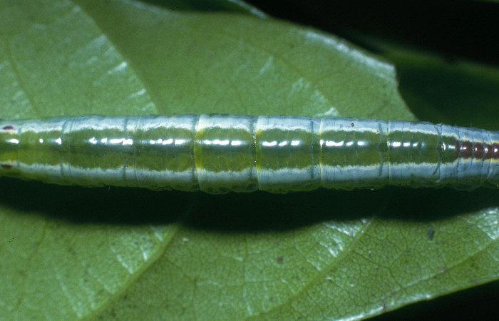 Parte dorsal central de <i>Bittacochroma pylaon</i> (Notodontidae) Ultimo estadío. Voucher: 04-SRNP-3166-DHJ84638.jpg.