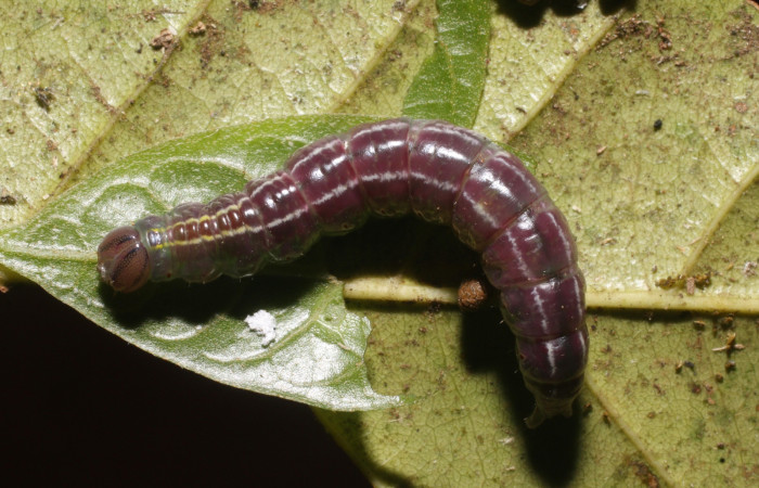 Prepupa de <i>Bittacochroma pylaon</i> (Notodontidae), Voucher:19-SRNP-539 -DHJ758604.jpg.