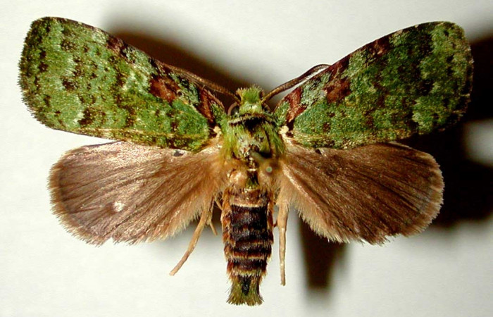 Adulto de <i>Bittacochroma pylaon</i> (Notodontidae) macho. Voucher: 00-SRNP-11077-DHJ32256