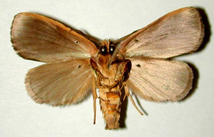 Adulto de <i>Bittacochroma pylaon</i> (Notodontidae) macho. Voucher: 00-SRNP-11077-DHJ32257