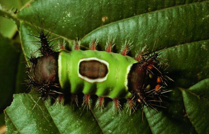 Figura. 14 Larva <i>Acharia hyperoche</i> (Limacodidae), posición dorsal alimentándose en Tetracera hydrophila (Dilleniaceae). (01-SRNP-3408-DHJ61666.jpg).