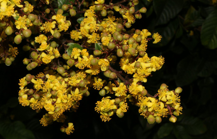 Figura. 5 Flores en racimo, <i>Tetracera hydrophila</i> (Dilleniaceae). Area de Conservación Guanacaste, Sector Rincón Rain Forest, Estación Leiva, Cafecito, (elevación 455 metros), colectada el 31de marzo 2019. Foto, Jorge Hernández.