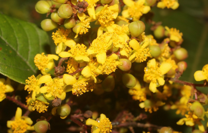 Figura. 7 Estambres, <i>Tetracera hydrophila</i> (Dilleniaceae). Area de Conservación Guanacaste, Sector Rincón Rain Forest, Estación Leiva, Cafecito, (elevación 455 metros), colectada el 31de marzo 2019. Foto, Jorge Hernández.