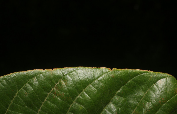 Figura. 4 Hoja margen entero, <i>Tetracera hydrophila</i> (Dilleniaceae). Area de Conservación Guanacaste, Sector Rincón Rain Forest, Estación Leiva, Cafecito, (elevación 455 metros), colectada el 31de marzo 2019. Foto, Jorge Hernández.