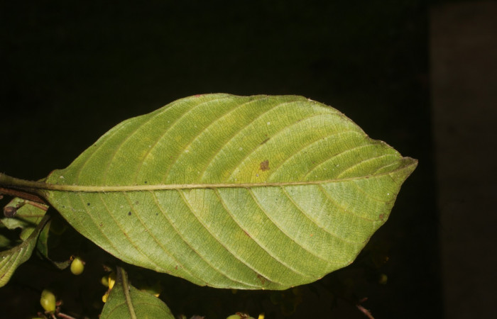 Figura. 2 Hoja envés <i>Tetracera hydrophila</i> (Dilleniaceae). Area de Conservación Guanacaste, Sector Rincón Rain Forest, Estación Leiva, Cafecito, (elevación 455 metros), colectada el 31 de marzo 2019. Foto, Jorge Hernández.