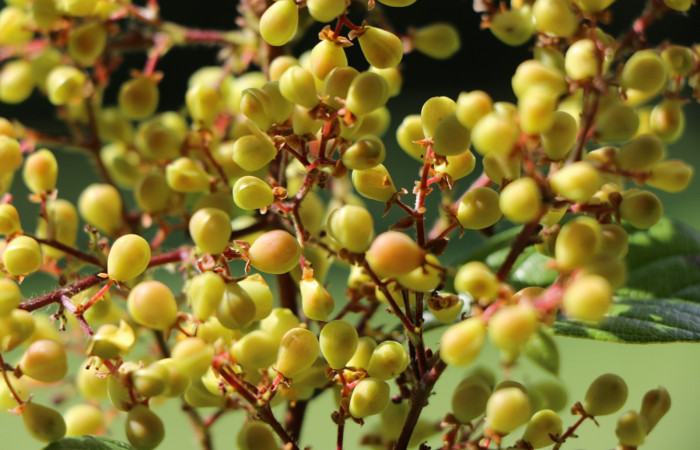 Figura. 9 Botones florales, <i>Tetracera hydrophila</i> (Dilleniaceae). Area de Conservación Guanacaste, Sector Rincón Rain Forest, Estación Leiva, Cafecito, (elevación 455 metros), colectada el 31de marzo 2019. Foto, Jorge Hernández.