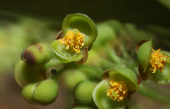 Figura. 6 Flor de frente, <i>Tetracera hydrophila</i> (Dilleniaceae). Area de Conservación Guanacaste, Sector Rincón Rain Forest, Estación Leiva, Cafecito, (elevación 455 metros), colectada el 31de marzo 2019. Foto, Jorge Hernández.
