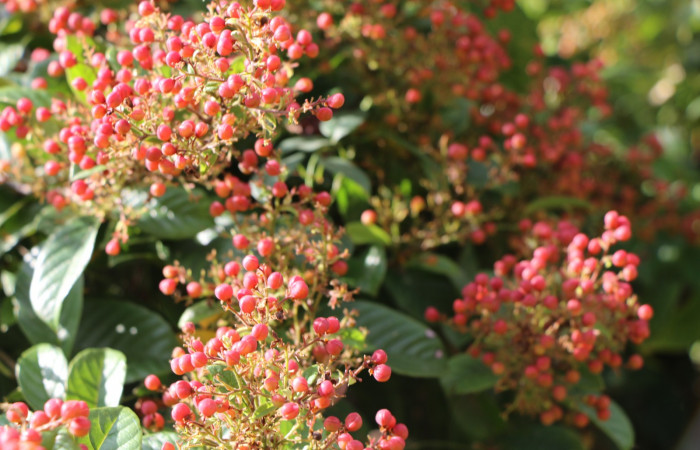 Figura. 10 Frutos inmaduros, <i>Tetracera hydrophila</i> (Dilleniaceae). Area de Conservación Guanacaste, Sector Rincón Rain Forest, Estación Leiva, Cafecito, (elevación 455 metros), colectada el 31de marzo 2019. Foto, Jorge Hernández.
