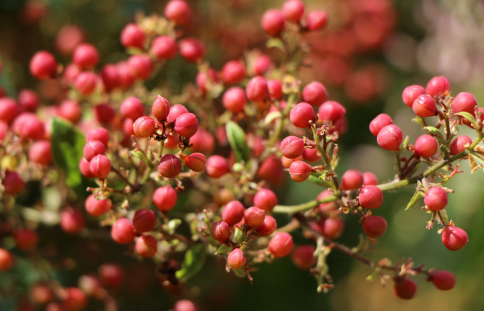 Figura. 11 Frutos inmaduros, <i>Tetracera hydrophila</i> (Dilleniaceae). Area de Conservación Guanacaste, Sector Rincón Rain Forest, Estación Leiva, Cafecito, (elevación 455 metros), colectada el 31de marzo 2019. Foto, Jorge Hernández.