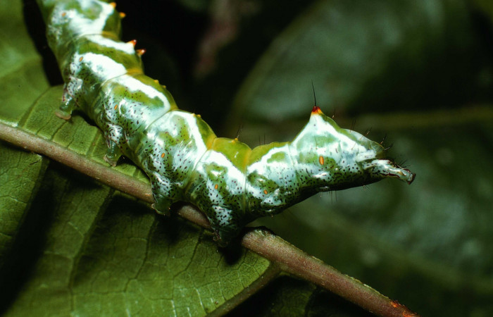 Figura 9. <i>Malocampa mephitis</i> (Notodontidae) último estadio, posición lateral trasera, Sector San Cristóbal, Limite Viales. Voucher 01-SRNP-22167-DHJ62378.jpg.