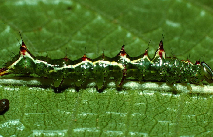 Figura 3. <i>Malocampa mephitis</i> (Notodontidae) penúltimo estadio, posición lateral, Sector San Cristóbal, Río Blanco. Voucher 01-SRNP-22244-DHJ62422.jpg.