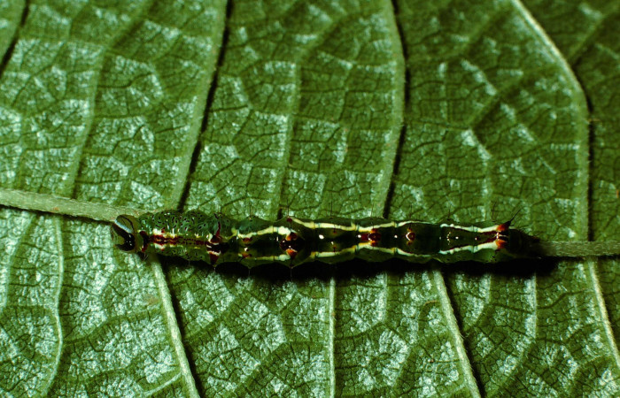 Figura 2. <i>Malocampa mephitis</i> (Notodontidae) penúltimo estadio, posición dorsal, Sector San Cristóbal, Río Blanco. Voucher 01-SRNP-22244-DHJ62424.jpg.