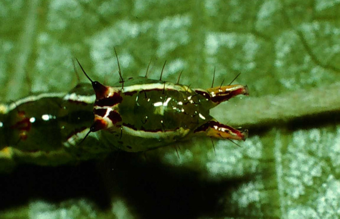 Figura 5. <i>Malocampa mephitis</i> (Notodontidae) penúltimo estadio, posición trasera, Sector San Cristóbal, Río Blanco. Voucher 01-SRNP-22244-DHJ62427.jpg.