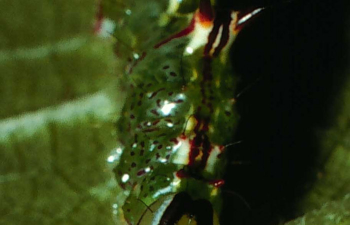 Figura 4. <i>Malocampa mephitis</i> (Notodontidae) penúltimo estadio, posición frontal, Sector San Cristóbal, Río Blanco. Voucher 01-SRNP-22244-DHJ62430.jpg.