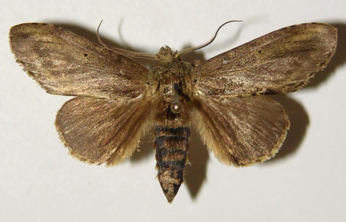 Figura 11. Adulto hembra de <i>Malocampa mephitis</i> (Notodontidae) vista dorsal. Voucher 03-SRNP-8404-DHJ301836.jpg.