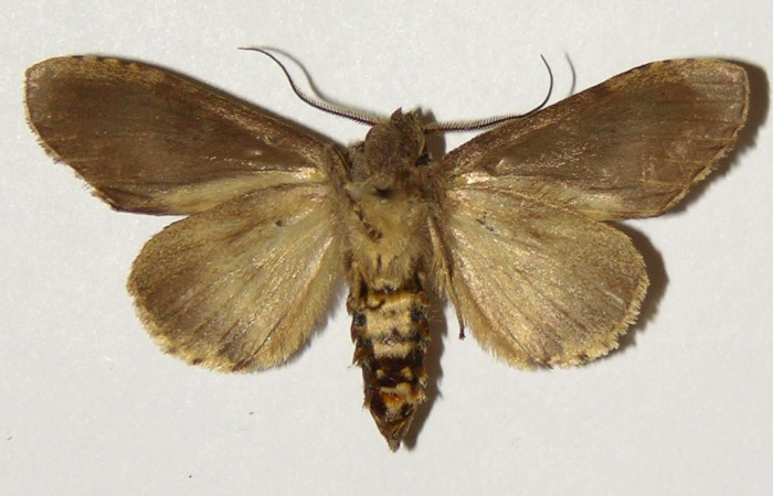 Figura 12. Adulto hembra de <i>Malocampa mephitis</i> (Notodontidae) vista ventral. Voucher 03-SRNP-8404-DHJ301837.jpg.