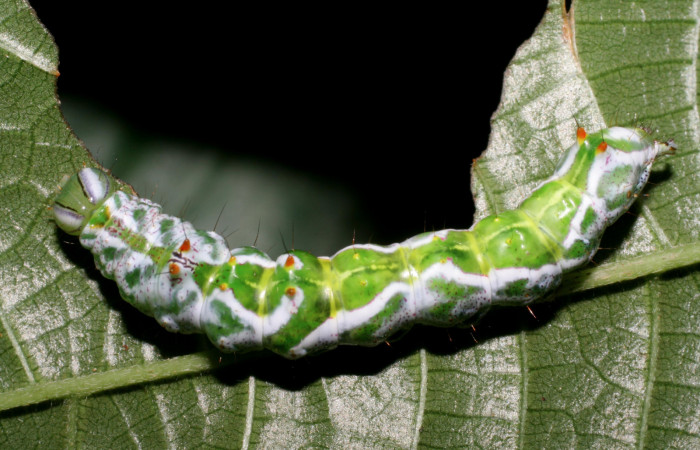 Figura 8. <i>Malocampa mephitis</i> (Notodontidae) último estadio, posición dorsal, Los Almendros, Quebrada Serrano. Voucher 06-SRNP-23382-DHJ424924.jpg.