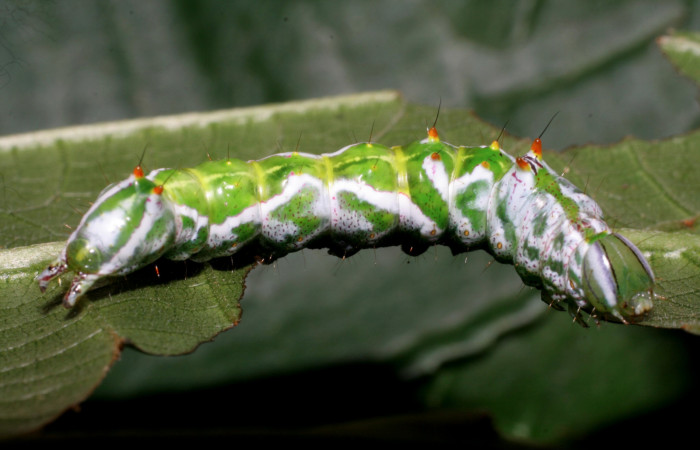 Figura 1. <i>Malocampa mephitis</i> (Notodontidae) último estadio, posición lateral, Los Almendros, Quebrada Serrano. Voucher  06-SRNP-23382-DHJ424926.jpg.