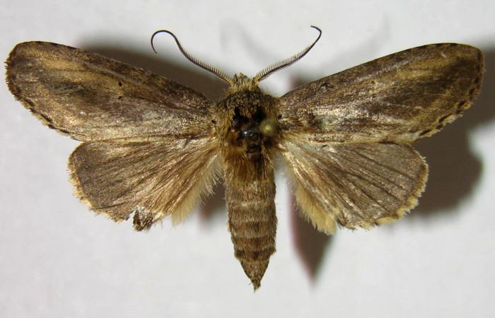 Figura 13. Adulto macho de <i>Malocampa mephitis</i> (Notodontidae) vista dorsal. Voucher 07-SRNP-2811-DHJ377344.jpg.