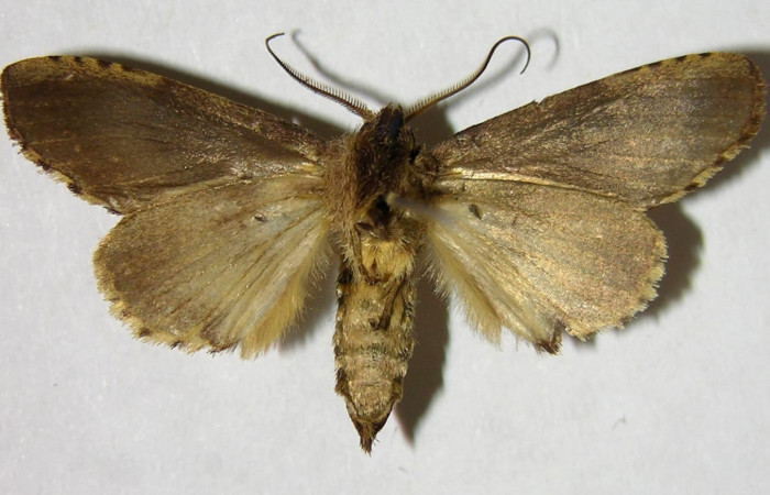 Figura 14. Adulto macho de <i>Malocampa mephitis</i> (Notodontidae) vista ventral. Voucher 07-SRNP-2811-DHJ377345.jpg.