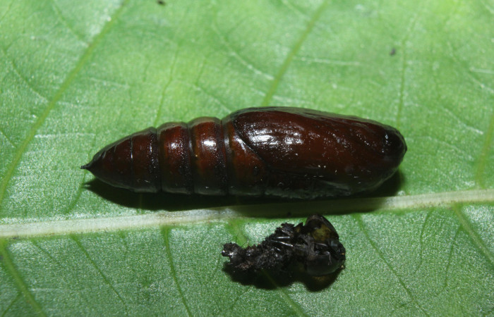 Figura 10. Pupa de <i>Malocampa mephitis</i> (Notodontidae) posición lateral. Estación Quica, Medrano. Voucher 14-SRNP-71729-DHJ726160.jpg.