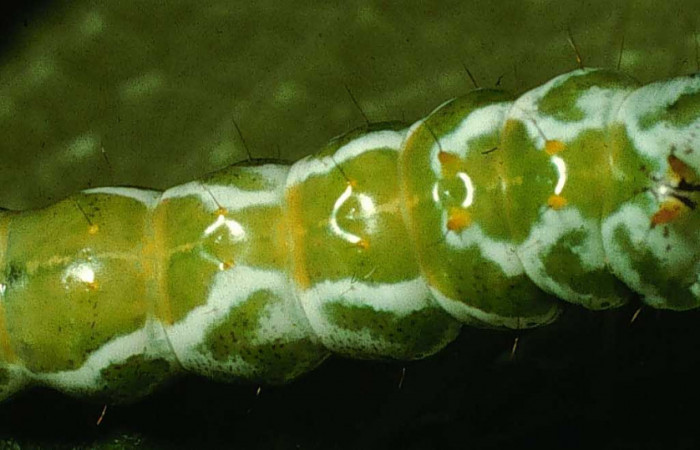 Figura 7. <i>Malocampa mephitis</i> (Notodontidae) último estadio, posición dorsal, Sector San Cristóbal, Vado Río Cucaracho. Voucher 98-SRNP-14771-DHJ47637.jpg.