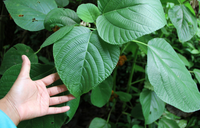 Figura 15. Planta hospedera <i>Urera caracasana</i> (Urticaceae) de <i>Malocampa mephitis</i> (Notodontidae) Estación San Gerardo. Foto, Gloria Sihezar. Junio 2016.