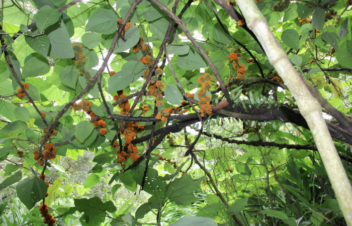Figura 16. Planta hospedera <i>Urera caracasana</i> (Urticaceae) de <i>Malocampa mephitis</i> (Notodontidae) Estación San Gerardo. Foto, Gloria Sihezar. Junio 2016.