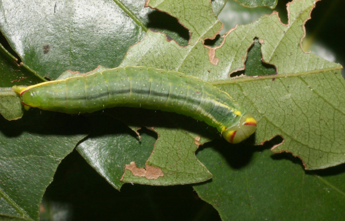  Larva en posición dorsal de <i>Hemiceras rufescens</i> (Notodontidae), U estadio. Sector Cacao, Sendero Segundo. Voucher 11-SRNP-35676-DHJ489856.jpg.