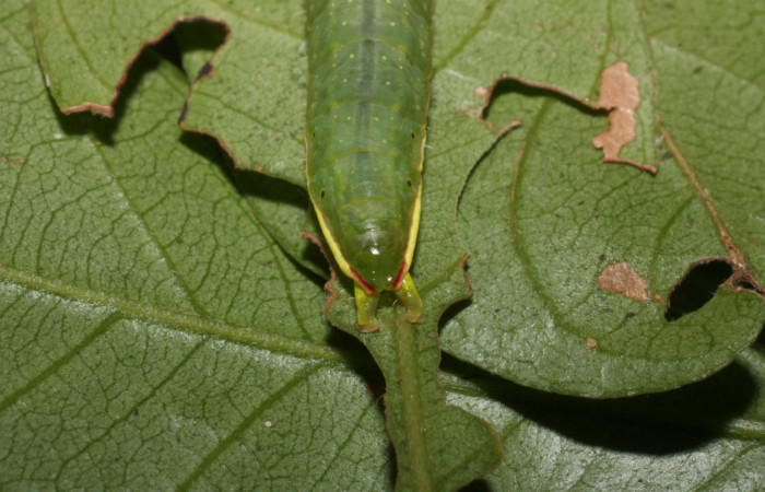 Cola en posición dorsal de <i>Hemiceras rufescens</i>  (Notodontidae), U estadio. Sector Cacao, Sendero Segundo. Voucher 11-SRNP-11-35676-DHJ489853.jpg.