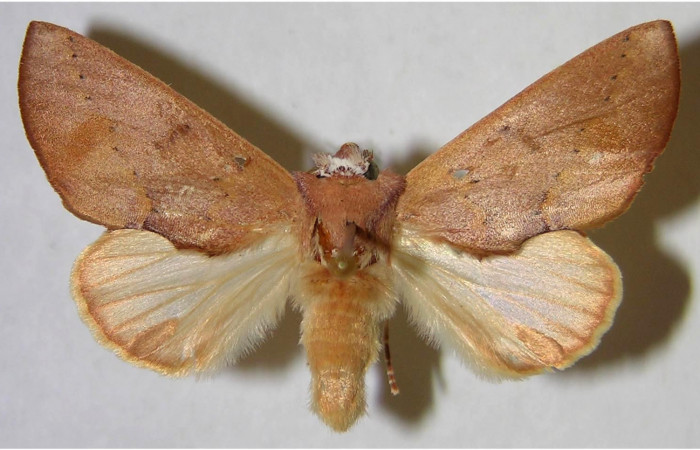  Adulto macho en posición dorsal de <i>Hemiceras rufescens</i>  (Notodontidae). Sector Pocosol, Quebrada Aserradero. Voucher 93-SRNP-8086-DHJ371582.jpg.
